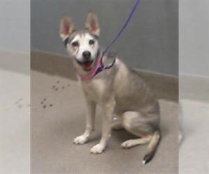 Siberian Husky-Unknown Mix Dogs for adoption in Las Vegas, NV, USA