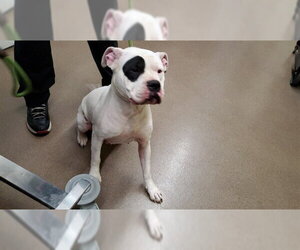 American Pit Bull Terrier Dogs for adoption in Aurora, IL, USA