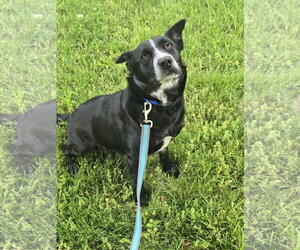 Mutt Dogs for adoption in Bardstown, KY, USA