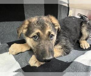 German Shepherd Dog Dogs for adoption in HESPERIA, CA, USA