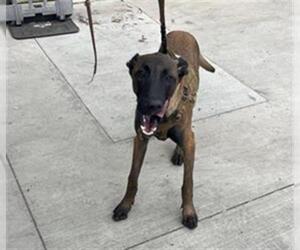 Mutt Dogs for adoption in Orange, CA, USA