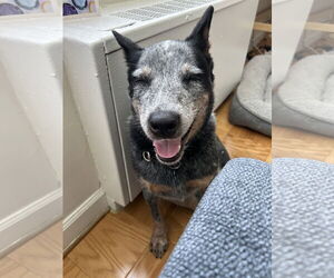 Mutt Dogs for adoption in Garden City, NY, USA