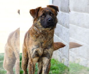 Mutt Dogs for adoption in Evansville, IN, USA