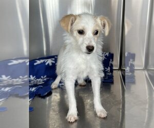 Jack Russell Terrier-Unknown Mix Dogs for adoption in Albemarle, NC, USA