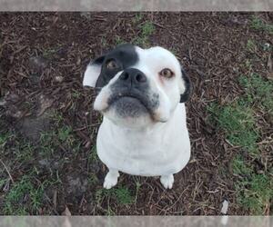 Olde Bulldog Dogs for adoption in Seminole, FL, USA
