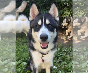 Medium Photo #1 Pomeranian Puppy For Sale in Matawan, NJ, USA