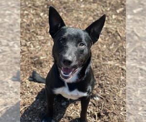 Border Collie-Bull Terrier Mix Dogs for adoption in Orange, CA, USA