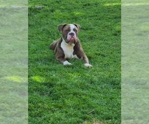 Bulldog Dogs for adoption in Brights Grove, Ontario, Canada