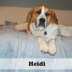 Saint Bernard Dogs for adoption in Medford, NJ, USA