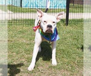 Boxer-Unknown Mix Dogs for adoption in San Antonio, TX, USA