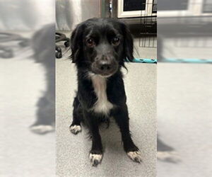 Border Collie-Unknown Mix Dogs for adoption in Rancho Cucamonga, CA, USA