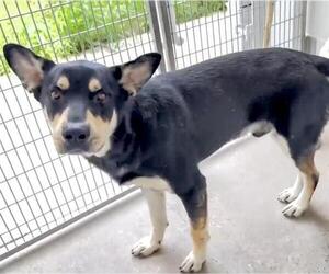 German Shepherd Dog-Unknown Mix Dogs for adoption in Houston, TX, USA