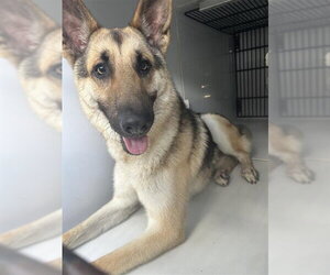 German Shepherd Dog Dogs for adoption in Houston, TX, USA