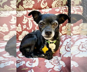 Chihuahua Dogs for adoption in Sandy, UT, USA