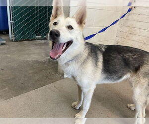 Gerberian Shepsky Dogs for adoption in San Bernardino, CA, USA