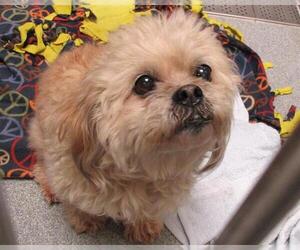 Lhasa-Poo Dogs for adoption in Orange, CA, USA
