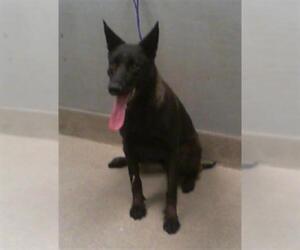 Mutt Dogs for adoption in Las Vegas, NV, USA