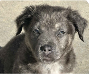 Mutt Dogs for adoption in San Ramon, CA, USA