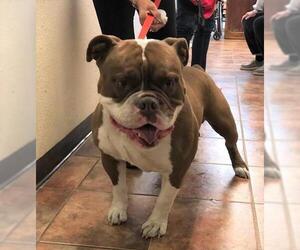 Bulldog Dogs for adoption in Amarillo, TX, USA