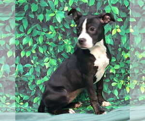 American Boston Bull Terrier Dogs for adoption in Wetumpka, AL, USA