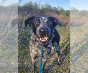 Border Collie-Unknown Mix Dogs for adoption in Garden City, NY, USA