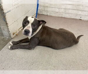 American Pit Bull Terrier Dogs for adoption in San Bernardino, CA, USA