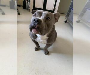 Bulldog-Staffordshire Bull Terrier Mix Dogs for adoption in Santa Cruz, CA, USA