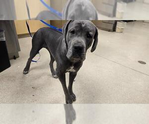 Mutt Dogs for adoption in Riverside, CA, USA