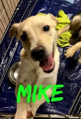 Italian Greyhound Dogs for adoption in Rockaway, NJ, USA