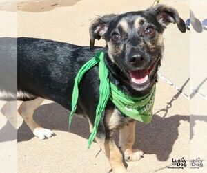 Jack Chi Dogs for adoption in Washington, DC, USA