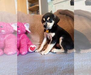 Labrador Retriever-Unknown Mix Dogs for adoption in Rockaway, NJ, USA