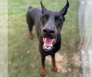 Doberman Pinscher Dogs for adoption in Texas City, TX, USA