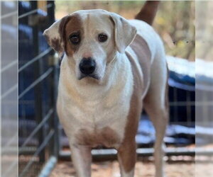 Mutt Dogs for adoption in Lake Forest, CA, USA