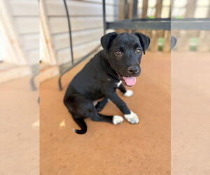 Mutt Dogs for adoption in Greenville, SC, USA