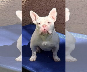Bulldog-Unknown Mix Dogs for adoption in Las Vegas, NV, USA