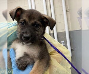German Shepherd Dog-Unknown Mix Dogs for adoption in Las Vegas, NV, USA