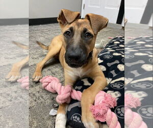 Mutt Dogs for adoption in Attica, NY, USA
