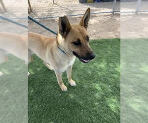 German Shepherd Dog-Unknown Mix Dogs for adoption in HESPERIA, CA, USA