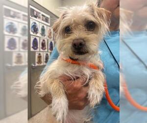 Mutt Dogs for adoption in Brighton, CO, USA