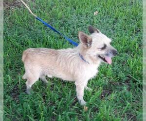Cairn Terrier-Unknown Mix Dogs for adoption in Missouri City, TX, USA