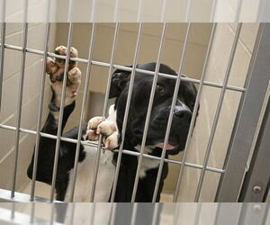 American Pit Bull Terrier-Unknown Mix Dogs for adoption in Decatur, IL, USA