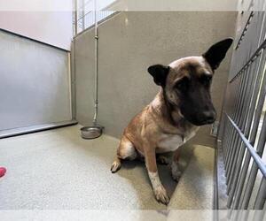 German Shepherd Dog-Unknown Mix Dogs for adoption in Rancho Cucamonga, CA, USA