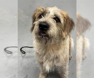 Mutt Dogs for adoption in Peoria, IL, USA