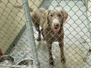 Medium Photo #1 Labrador Retriever-Unknown Mix Puppy For Sale in Anchorage, AK, USA