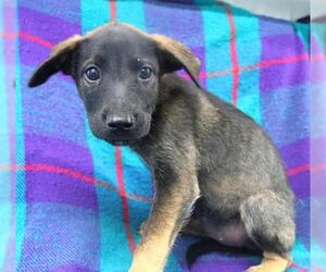 Mutt Dogs for adoption in Thief River Falls, MN, USA