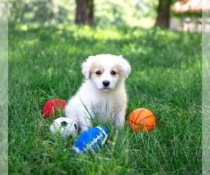 Great Pyrenees-Unknown Mix Dogs for adoption in Unionville, PA, USA