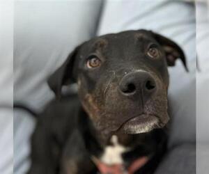 Rottweiler-Unknown Mix Dogs for adoption in Brighton, CO, USA