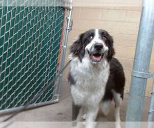 Border Collie-Unknown Mix Dogs for adoption in Downey, CA, USA