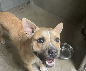 American Pit Bull Terrier-Unknown Mix Dogs for adoption in San Bernardino, CA, USA