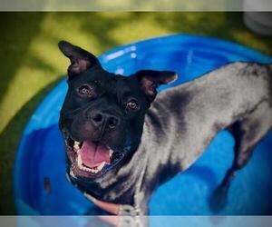 American Pit Bull Terrier-Unknown Mix Dogs for adoption in Orlando, FL, USA